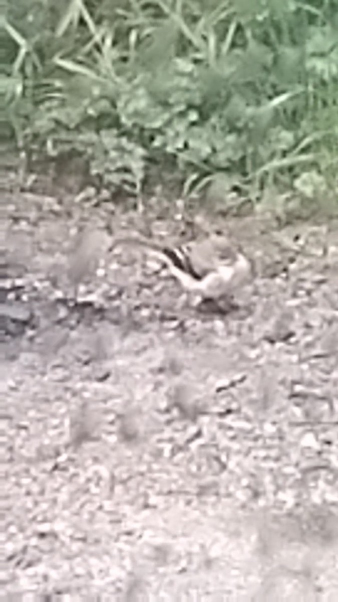 Long-tailed Tit - ML638904138