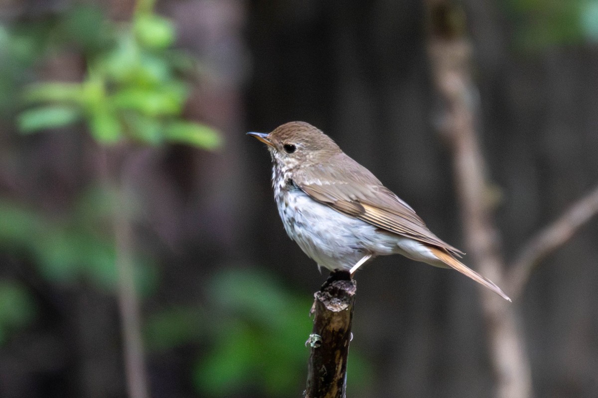 Hermit Thrush - ML638904142