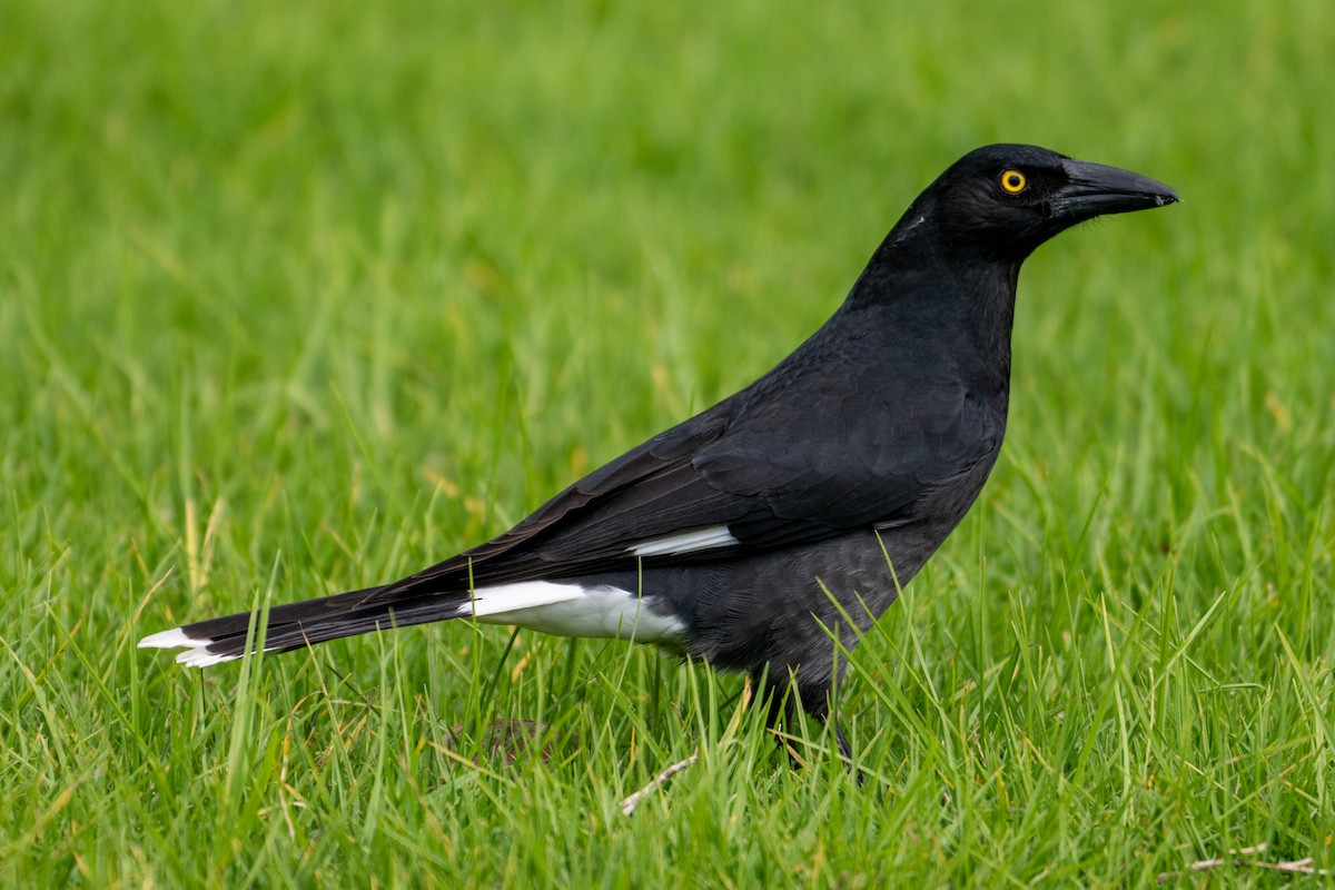 Pied Currawong - ML638904157