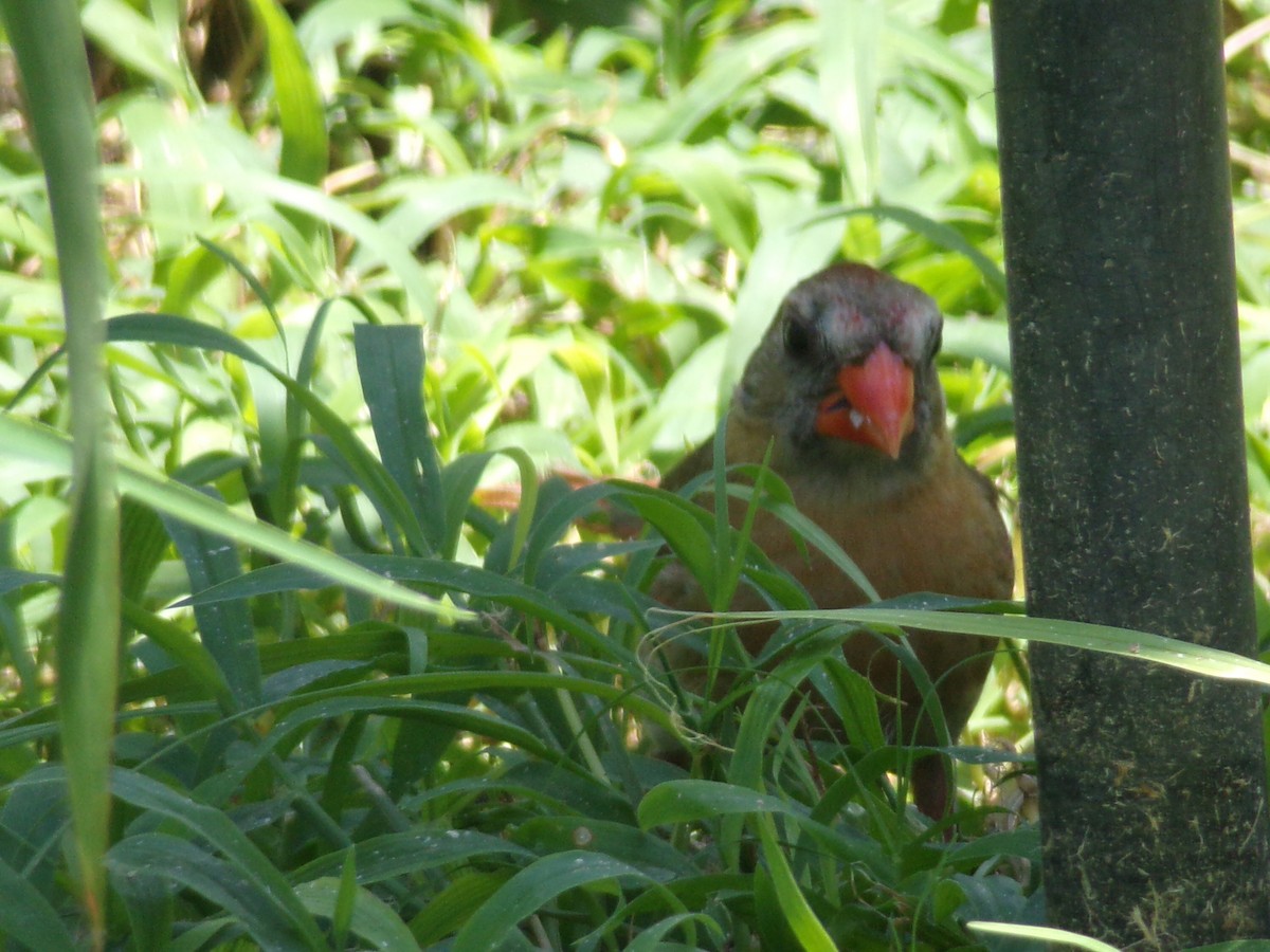 Northern Cardinal - ML638904190
