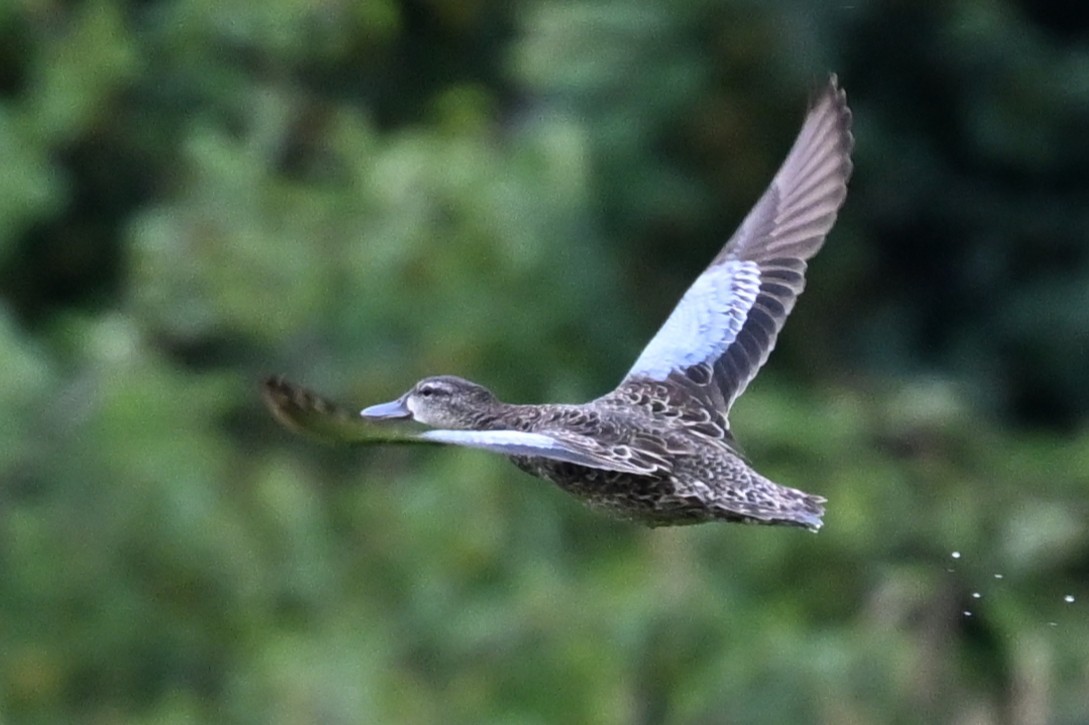 Anatidae sp. (teal sp.) - ML638904209