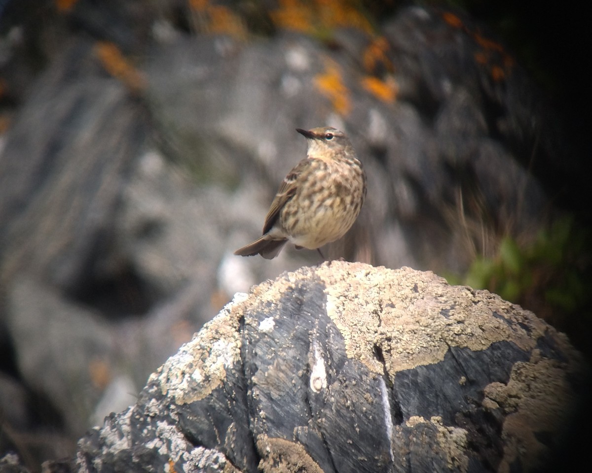 Rock Pipit (Eastern) - ML638904244