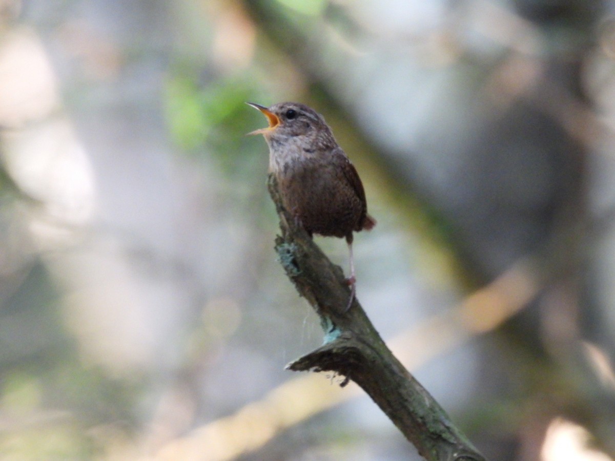 Winter Wren - ML638904256
