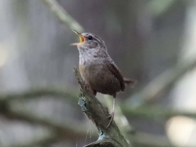 Winter Wren - ML638904257