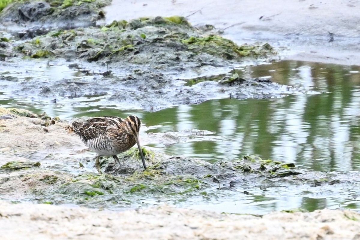Wilson's Snipe - ML638904266