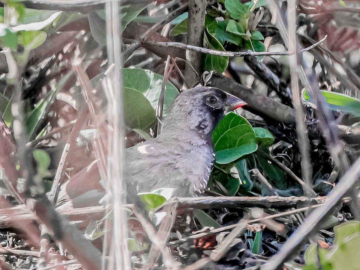 Quailfinch - ML638904326