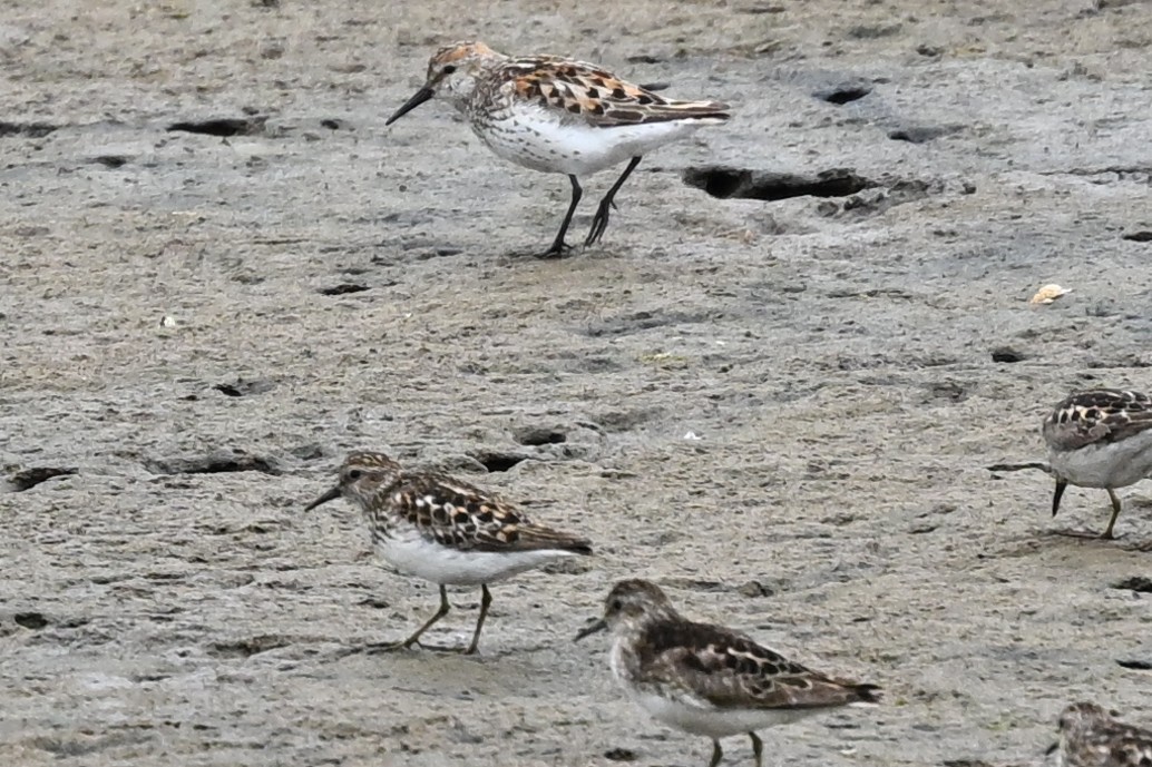beringsnipe - ML638904327