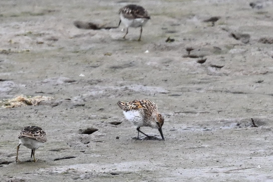 beringsnipe - ML638904328