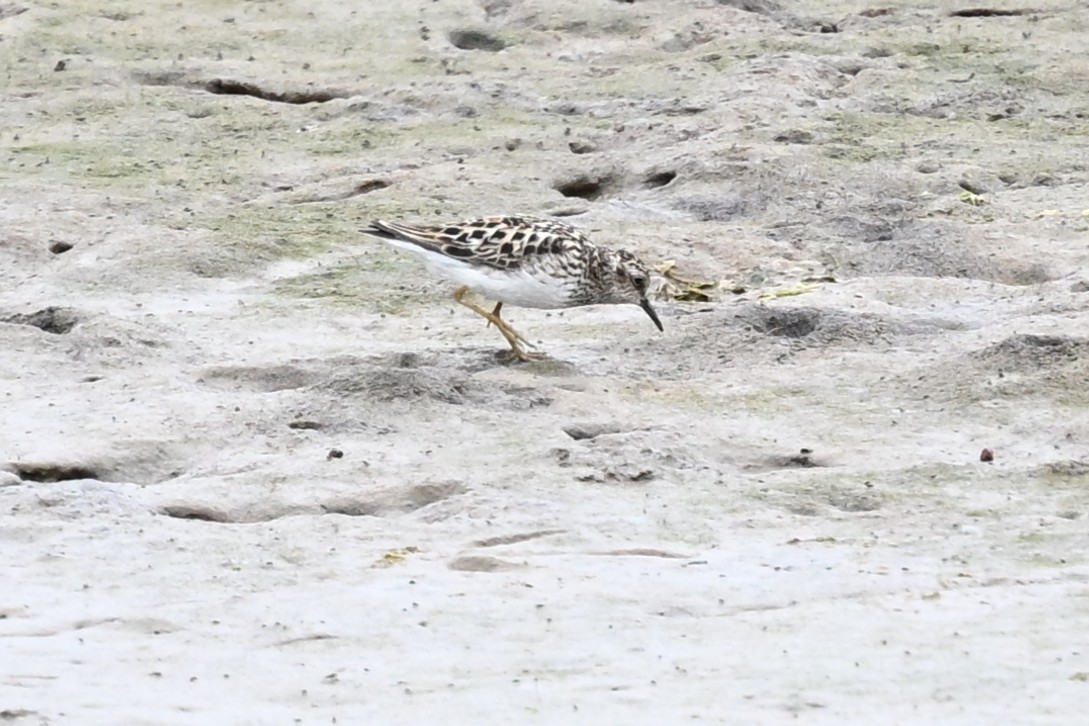pygmésnipe - ML638904355