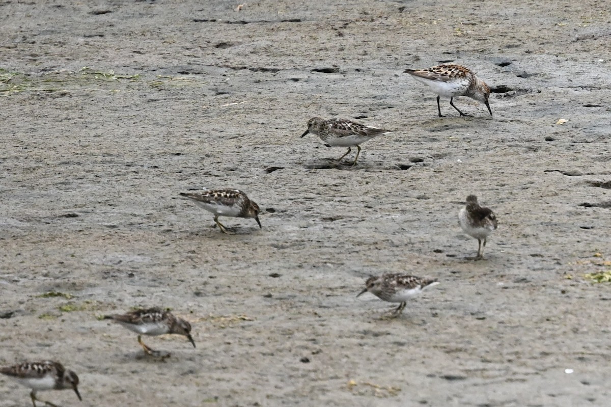pygmésnipe - ML638904356