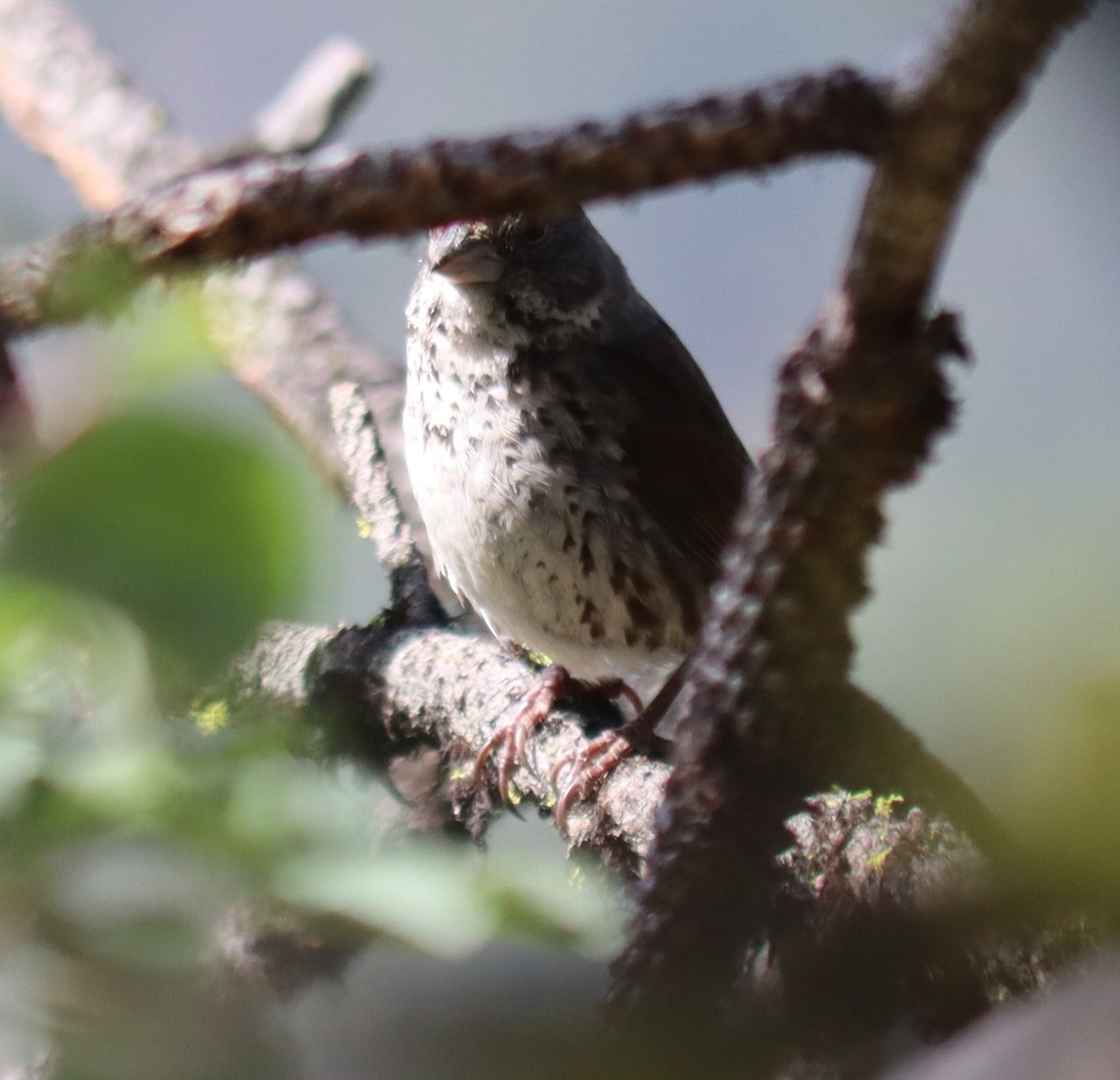 Fox Sparrow - ML638904365