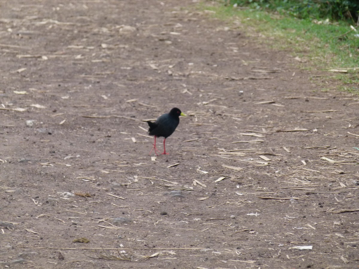 Black Crake - ML638904381