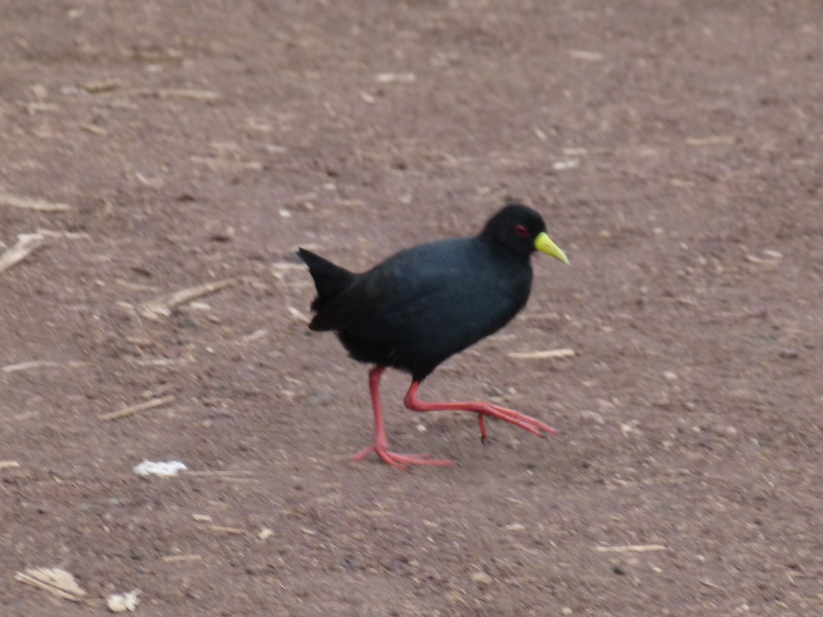 Black Crake - ML638904384