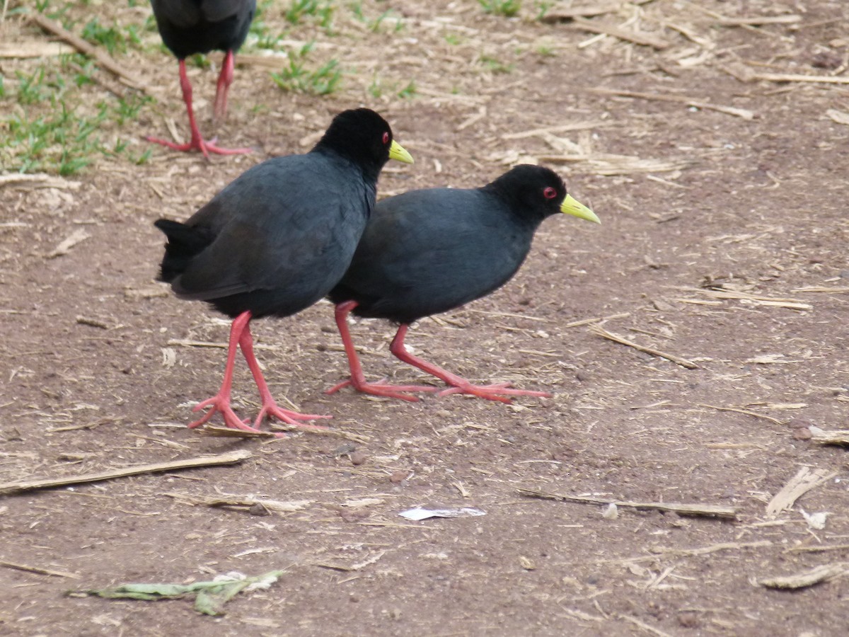Black Crake - ML638904385