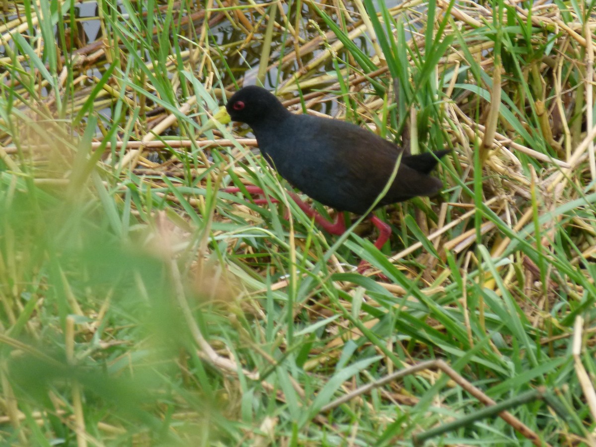 Black Crake - ML638904386