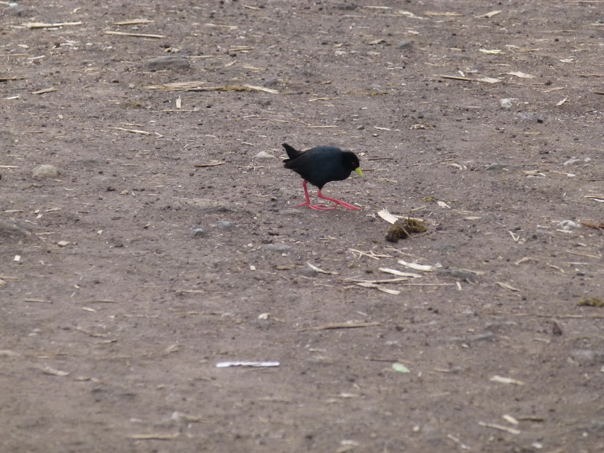 Black Crake - ML638904387