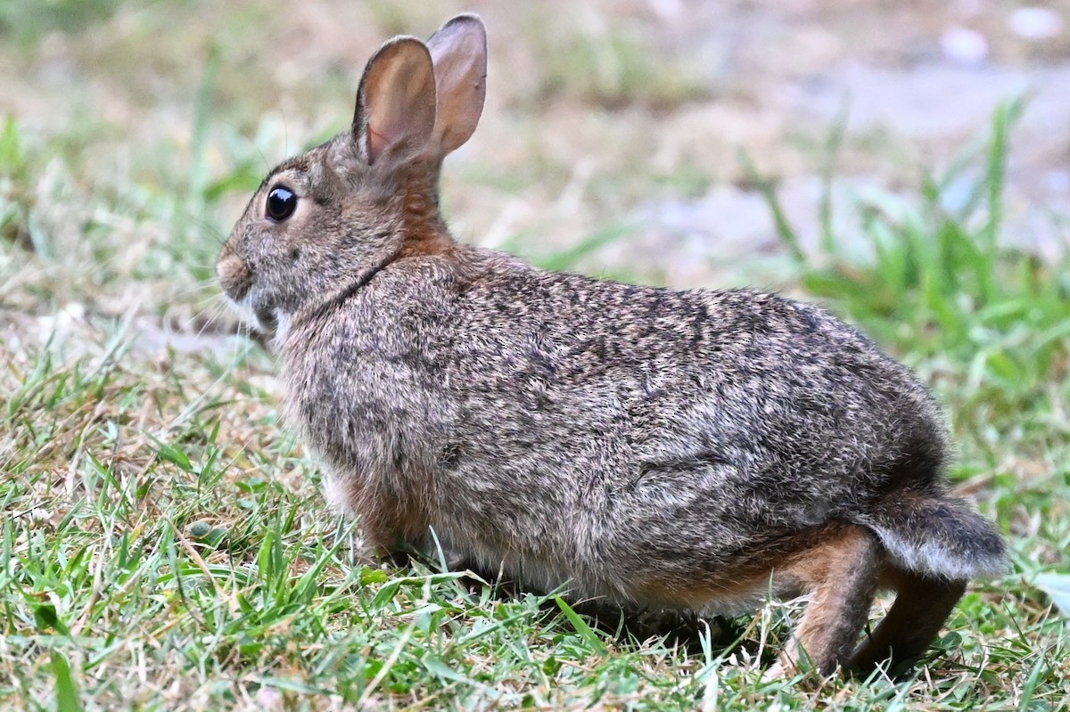 Animals - ML638904394
