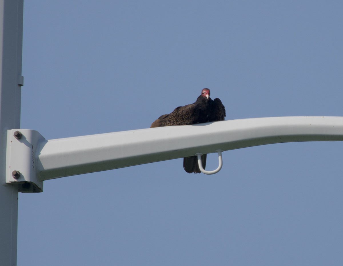 Turkey Vulture - ML638904450