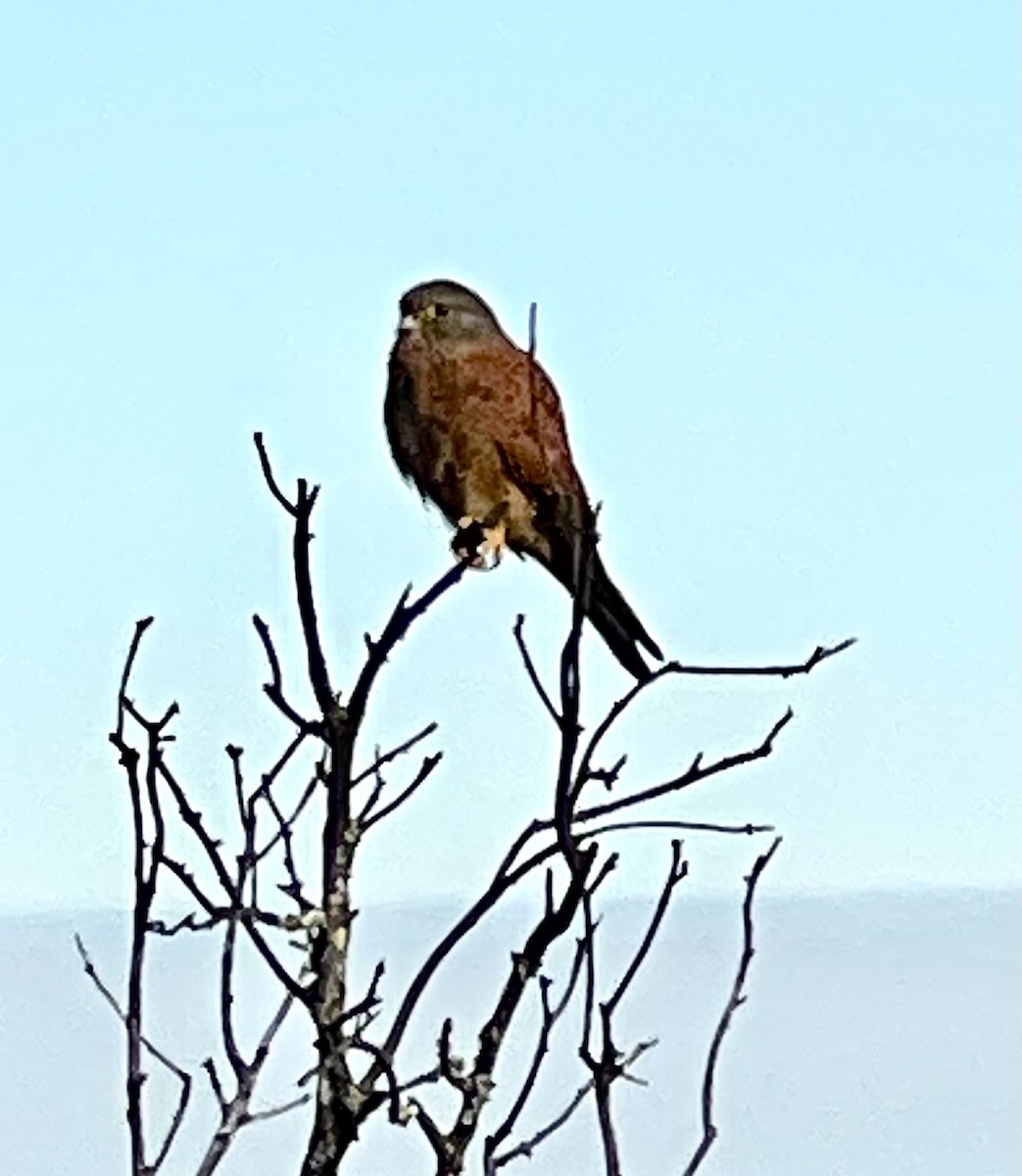 Rock Kestrel - ML638904495
