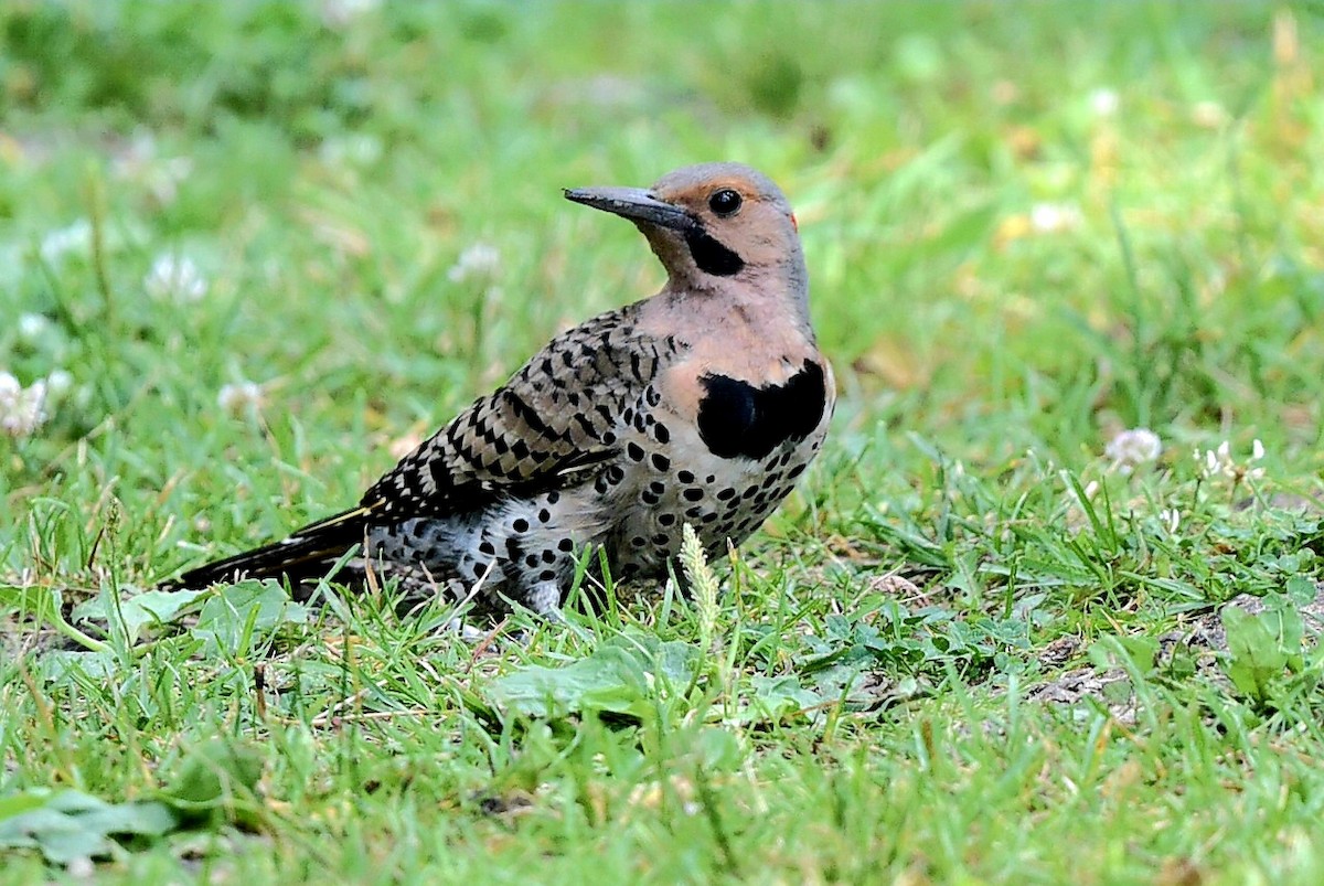 Northern Flicker - ML638904516