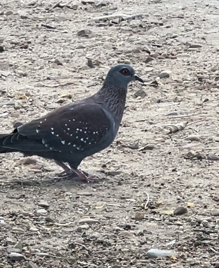 Speckled Pigeon - ML638904517