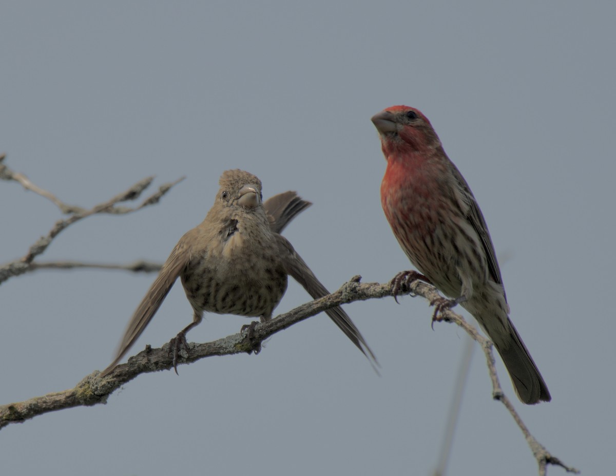 House Finch - ML638904527