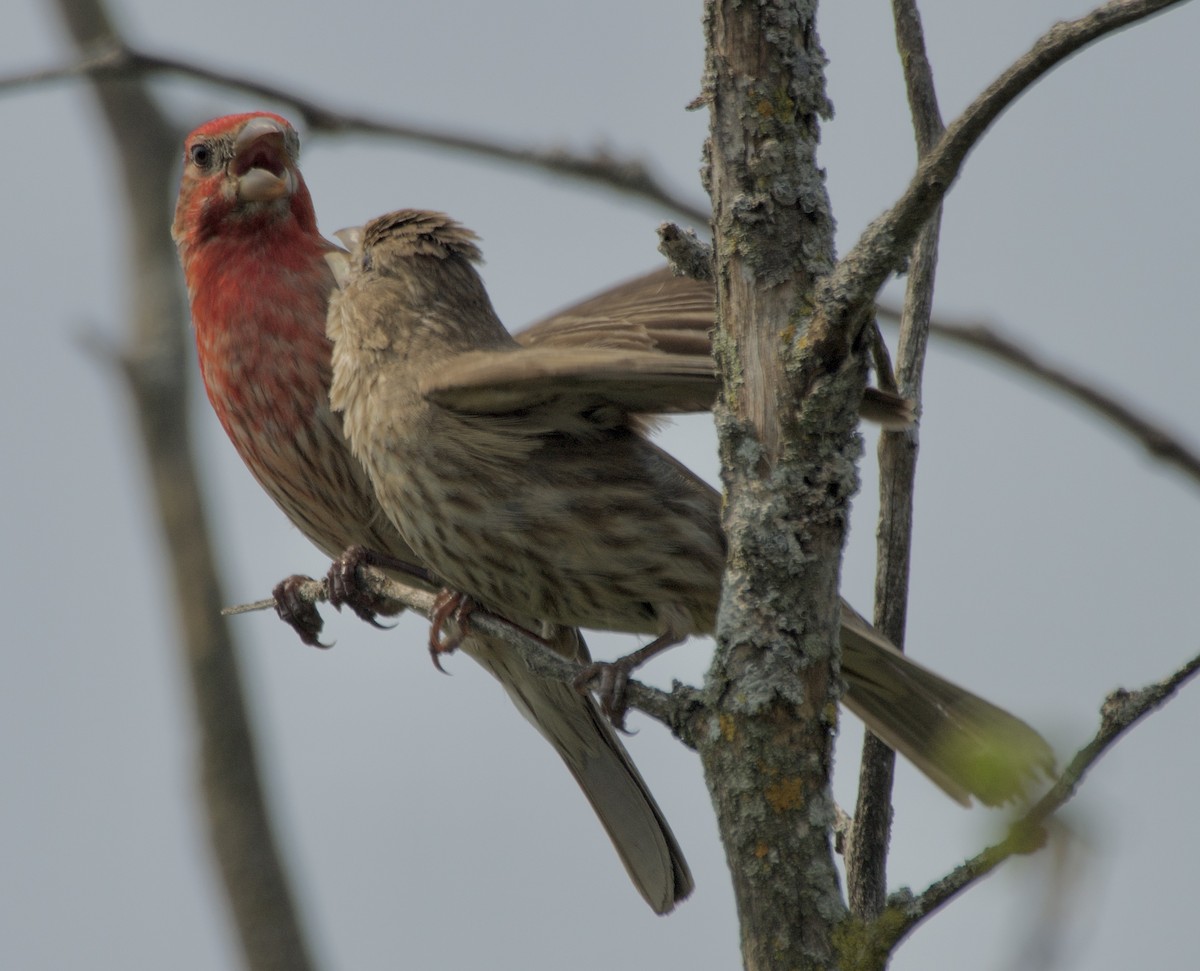 House Finch - ML638904528