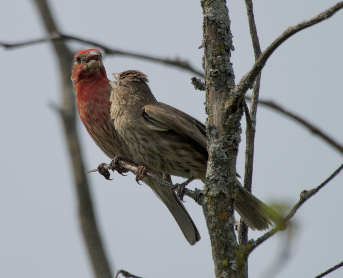 House Finch - ML638904530
