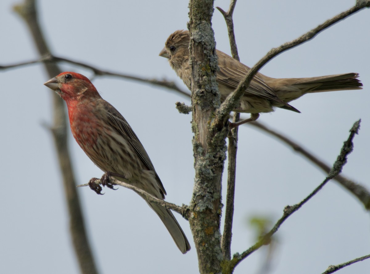 House Finch - ML638904532