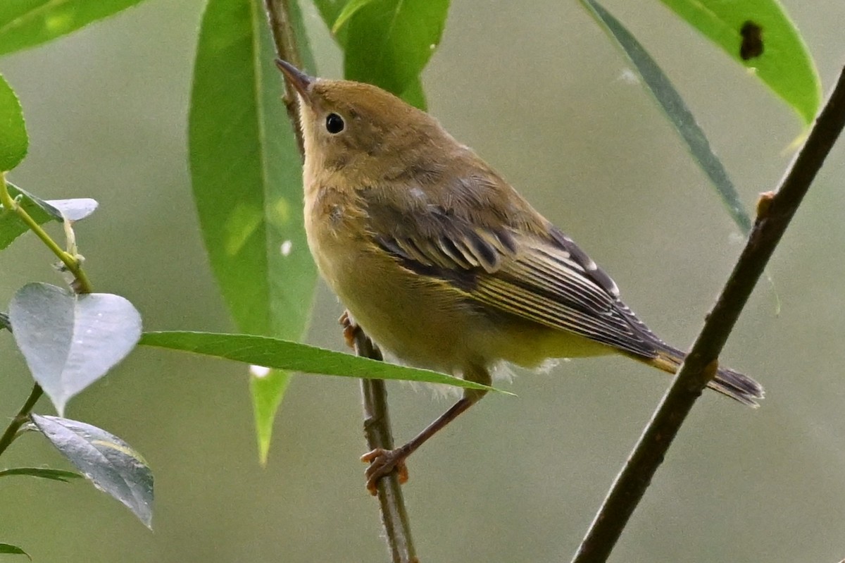 gulparula - ML638904568