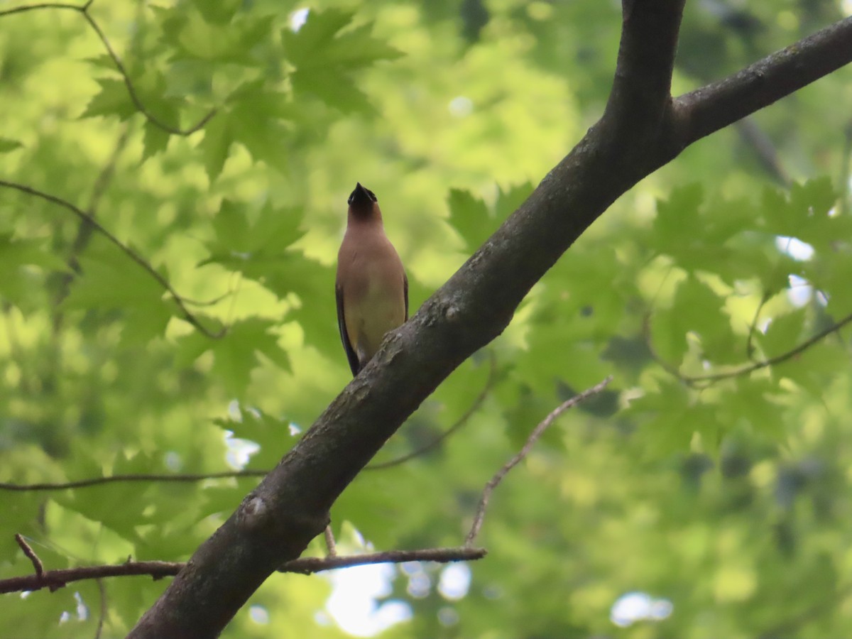 Cedar Waxwing - ML638904592