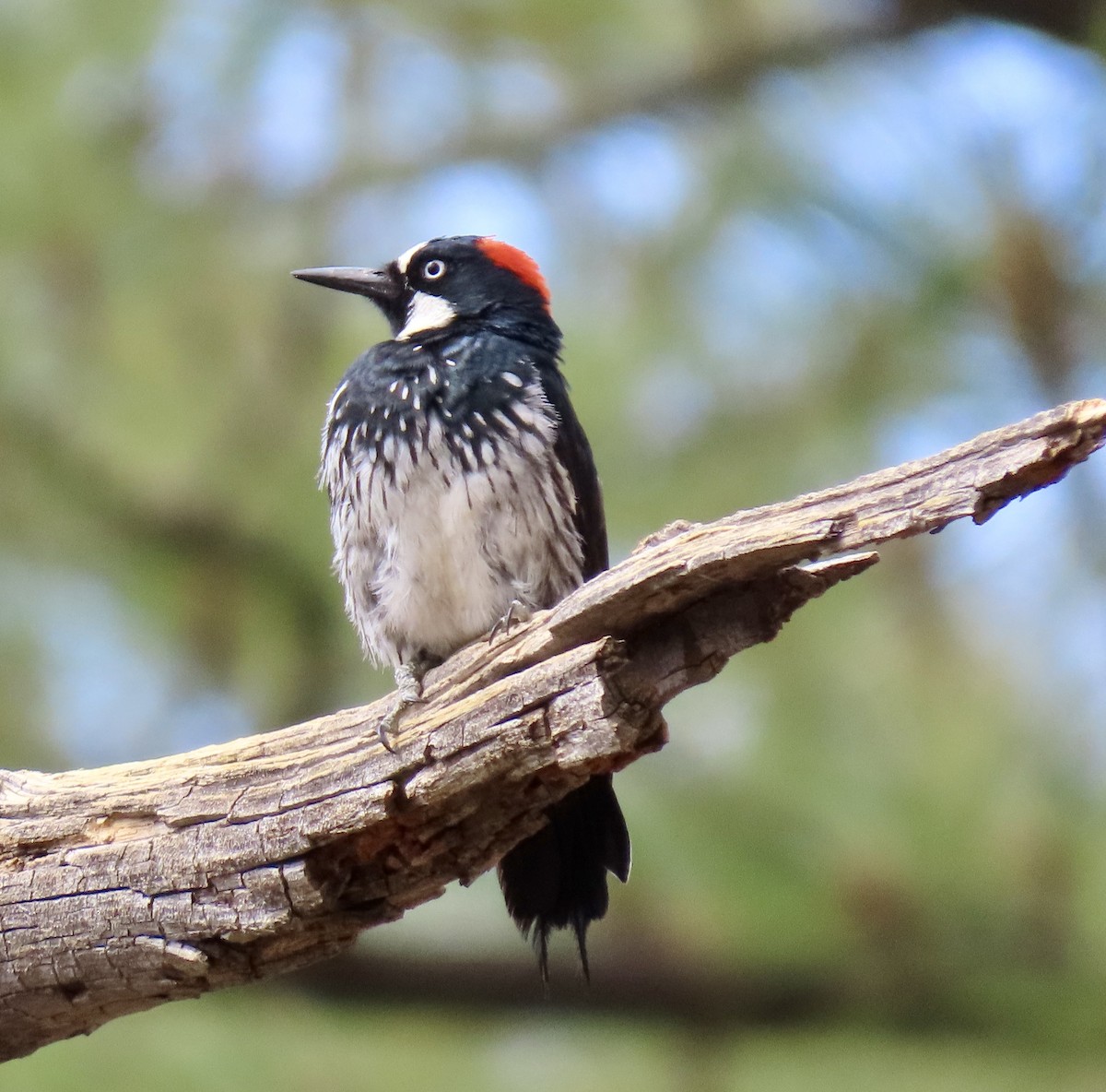 Acorn Woodpecker - ML638904636