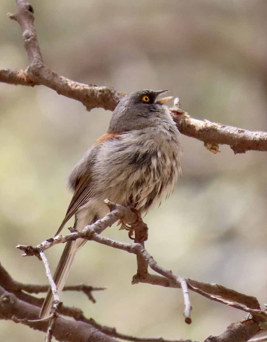 Yellow-eyed Junco - ML638904643