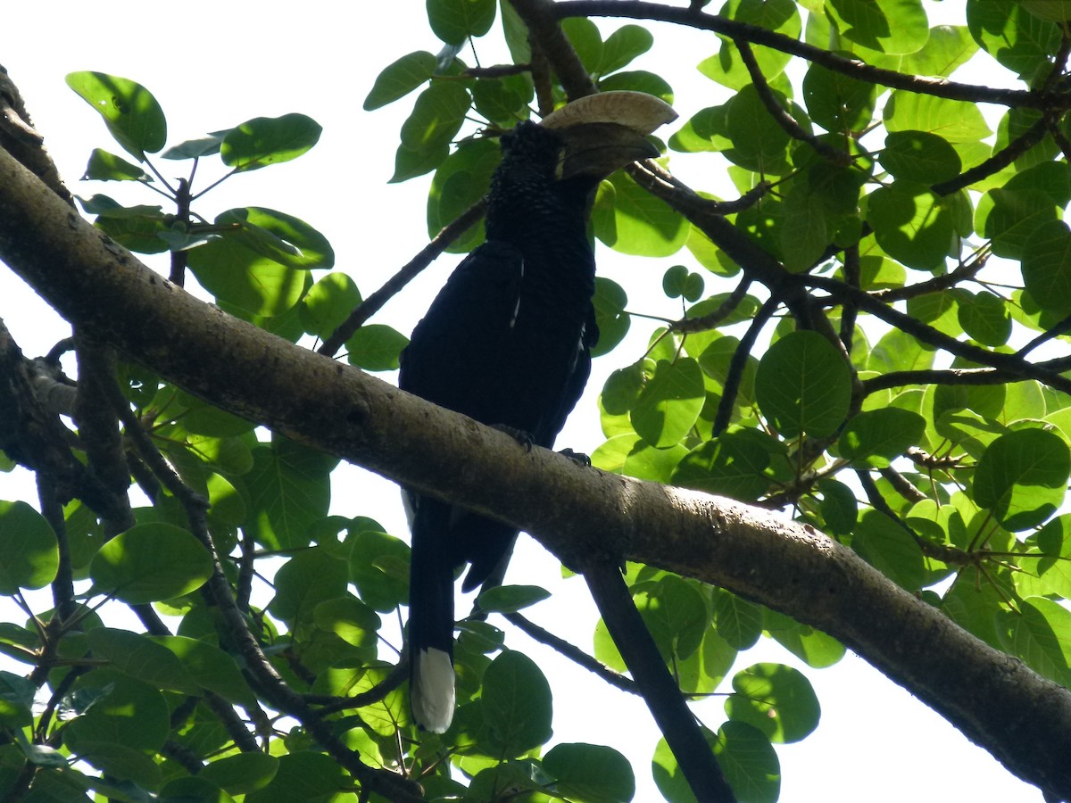 Silvery-cheeked Hornbill - ML638904649