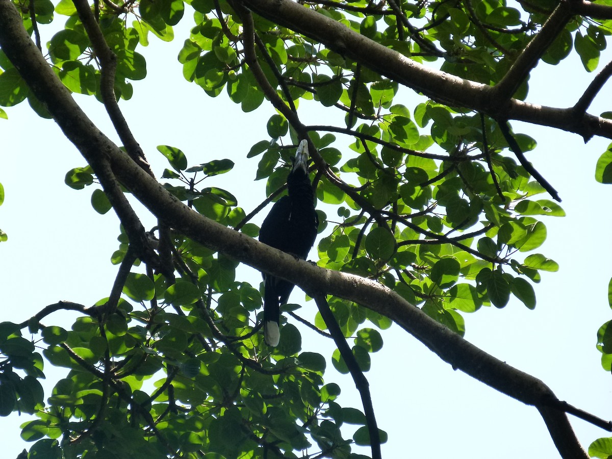 Silvery-cheeked Hornbill - ML638904650