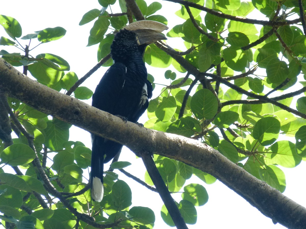 Silvery-cheeked Hornbill - ML638904651