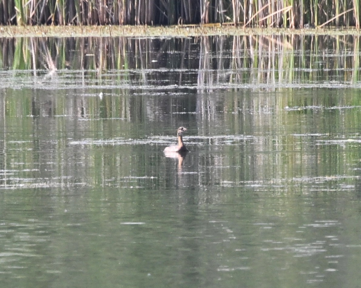 Pied-billed Grebe - ML638904674
