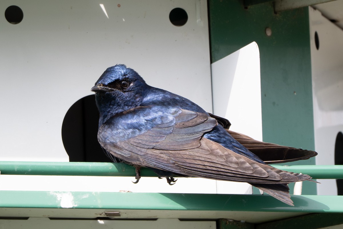 Purple Martin - ML638904677
