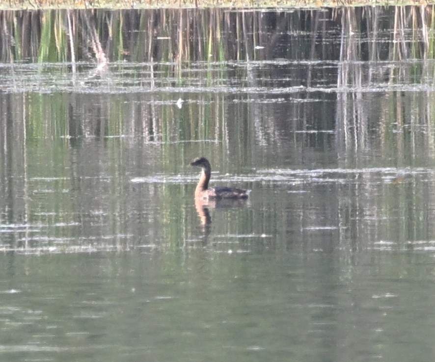 Pied-billed Grebe - ML638904680