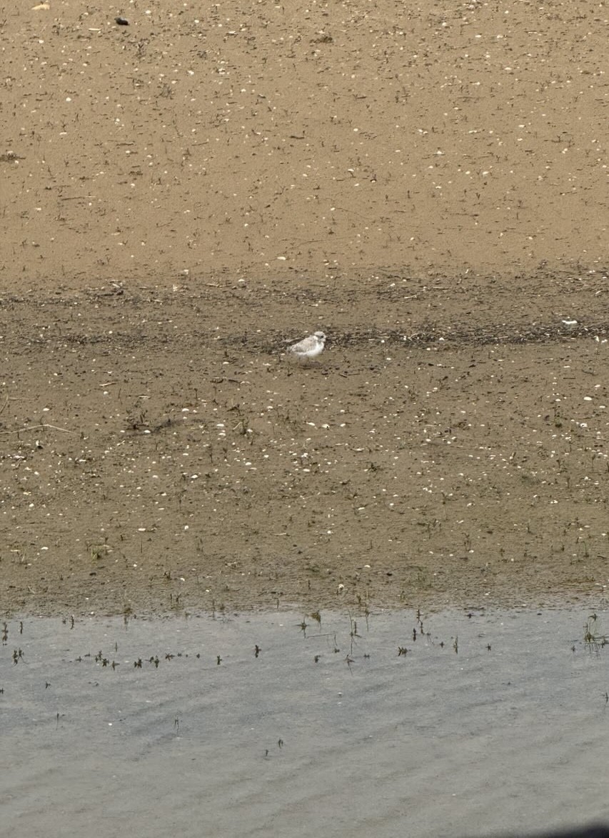 Piping Plover - ML638904682