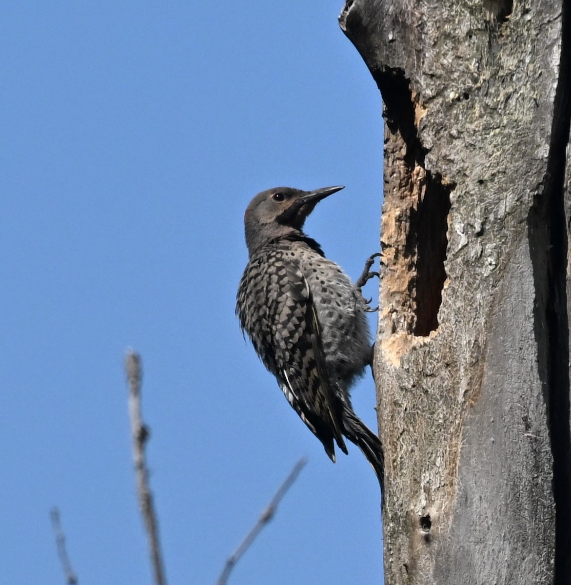 Northern Flicker - ML638904698