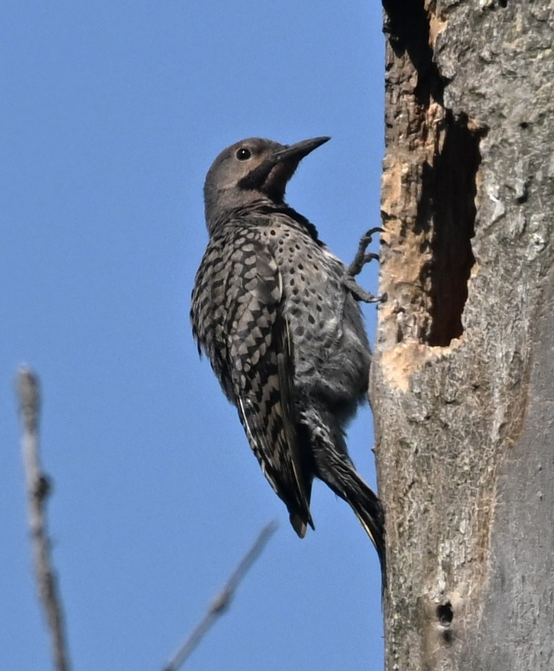 Northern Flicker - ML638904707