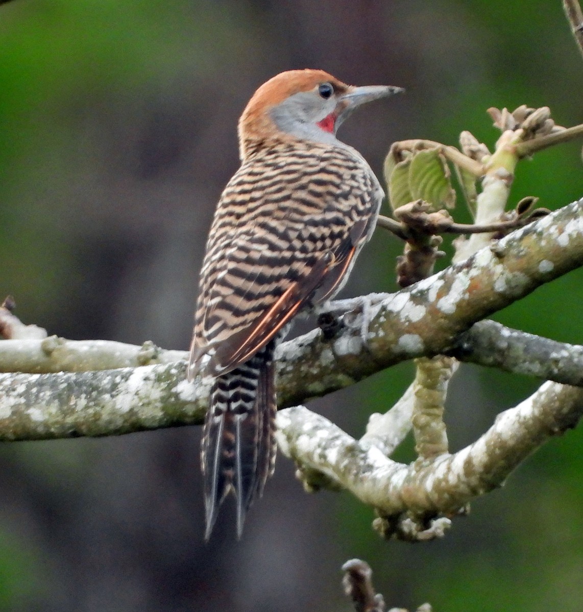 Guatemalan Flicker - ML638904762
