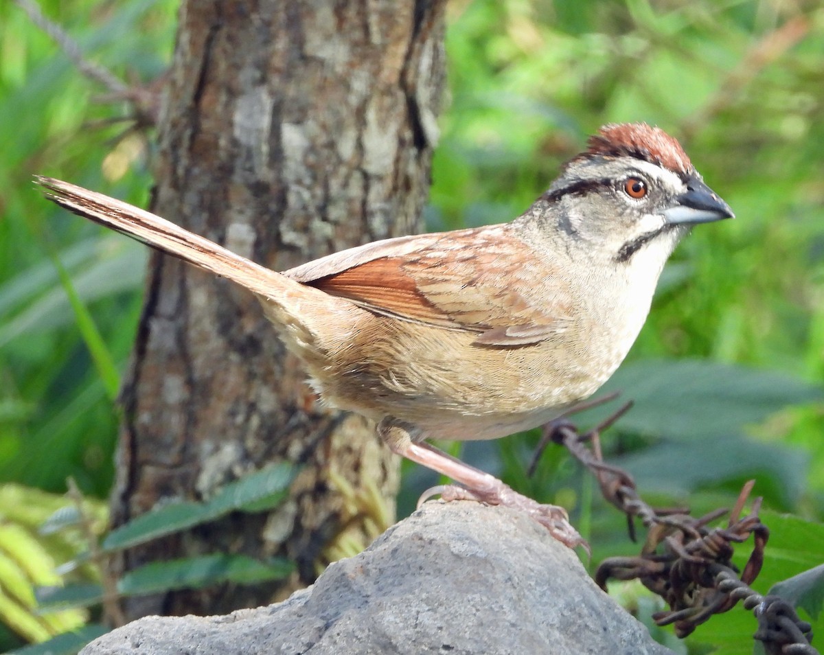 Rusty Sparrow - ML638904769