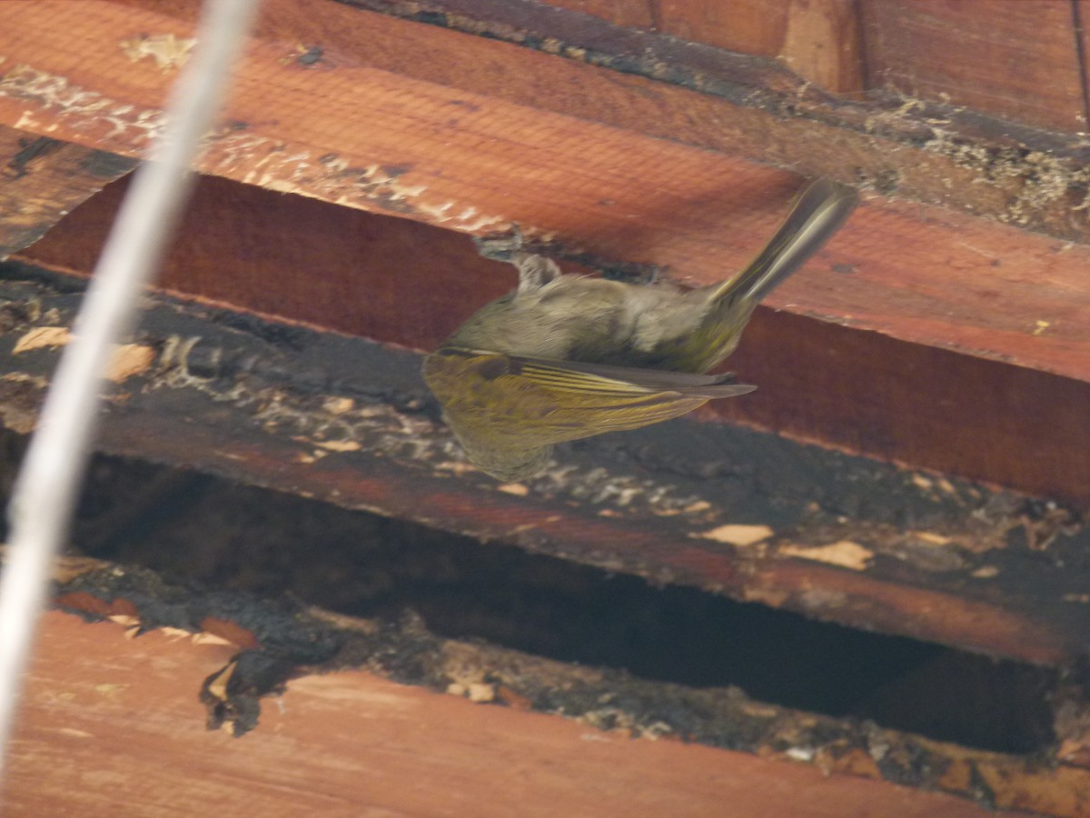 Lesser Honeyguide - ML638904770