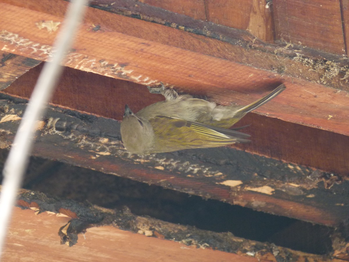 Lesser Honeyguide - ML638904772