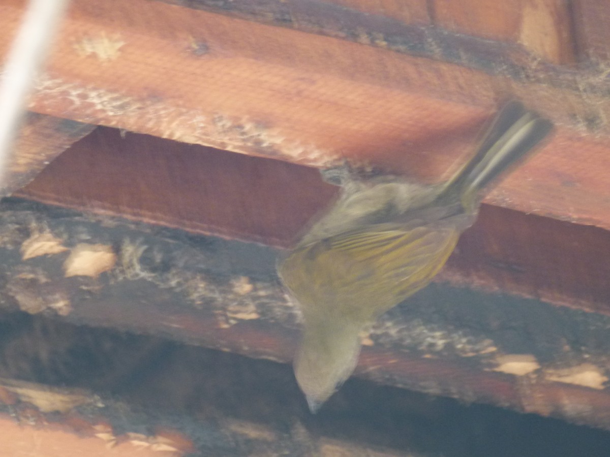 Lesser Honeyguide - ML638904773