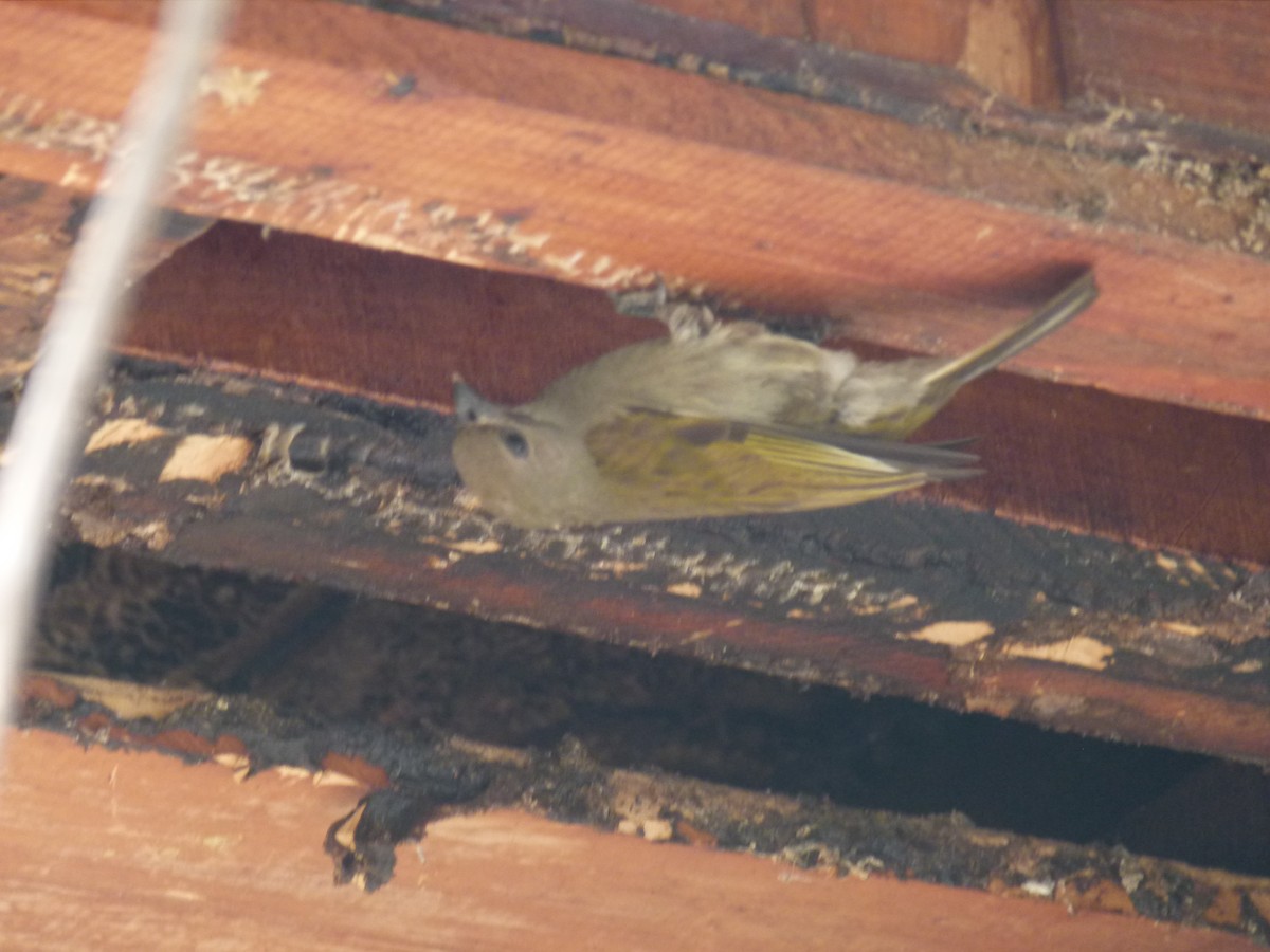 Lesser Honeyguide - ML638904774