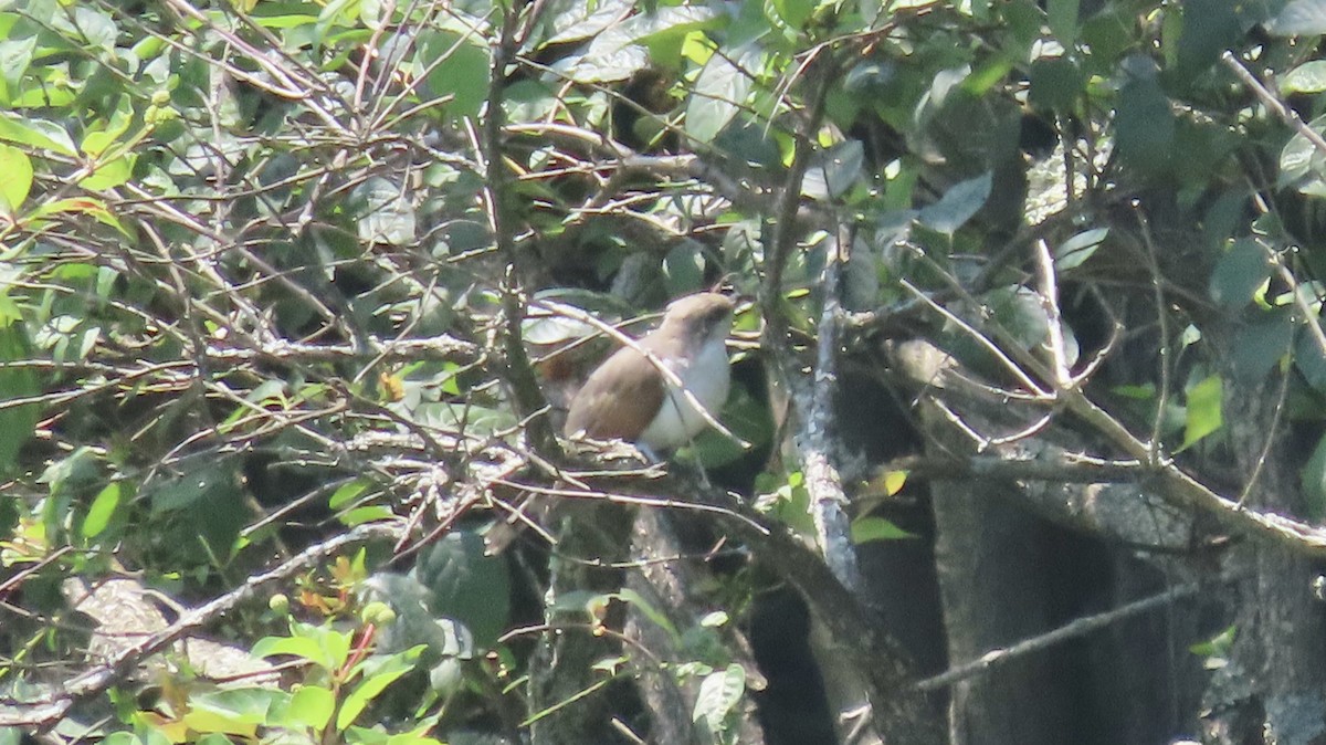 Yellow-billed Cuckoo - ML638904812