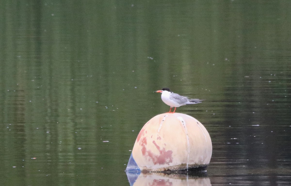 Forster's Tern - ML638904817